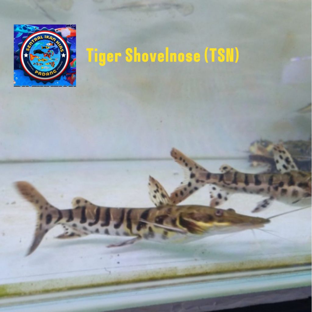 Ikan Hias Predator TSN Tiger Shovelnose Catfish