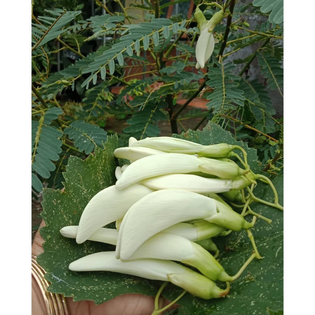 100 Biji Benih Bibit Kembang Turi - Benih Turi Putih Putih Kembang Turi Pakan Ternak