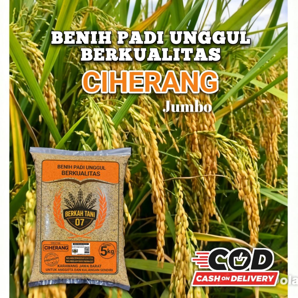 benih padi ciherang jumbo super 5kg