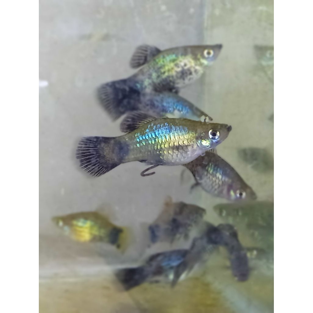 platy blue neon