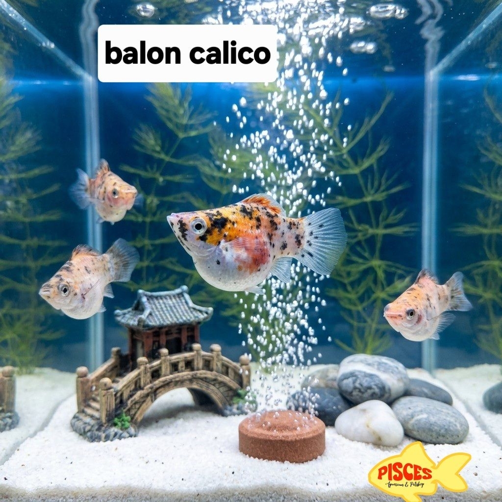 Ikan hias Molly Balon Calico Air Tawar | Balloon Molly Calico Warna Cantik Sehat Aktif untuk Aquariu