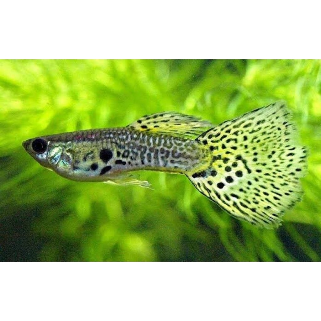 yellow cobra guppy grade A+ siap brade kirim seluruh indonesia