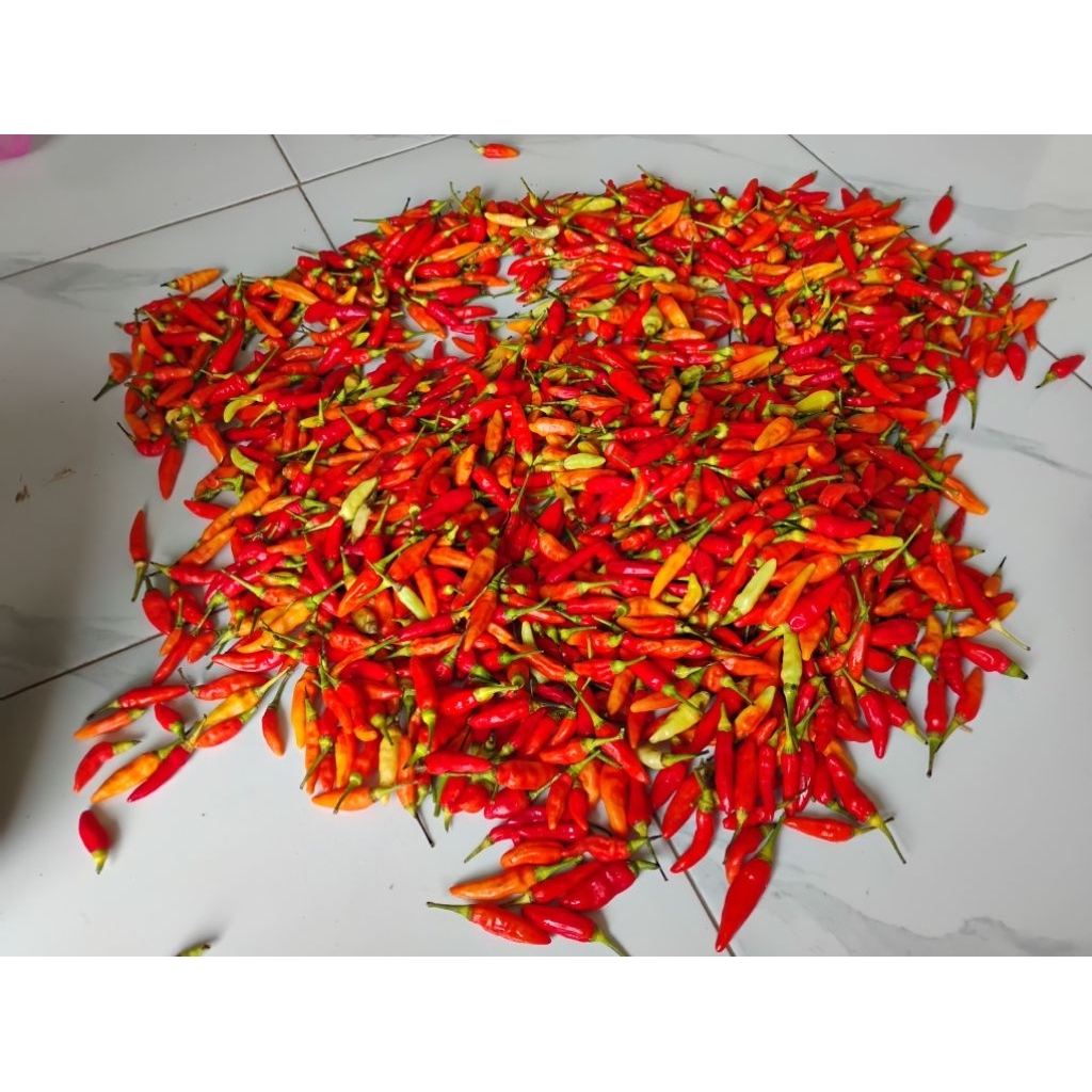 CABE RAWIT / LOMBOK