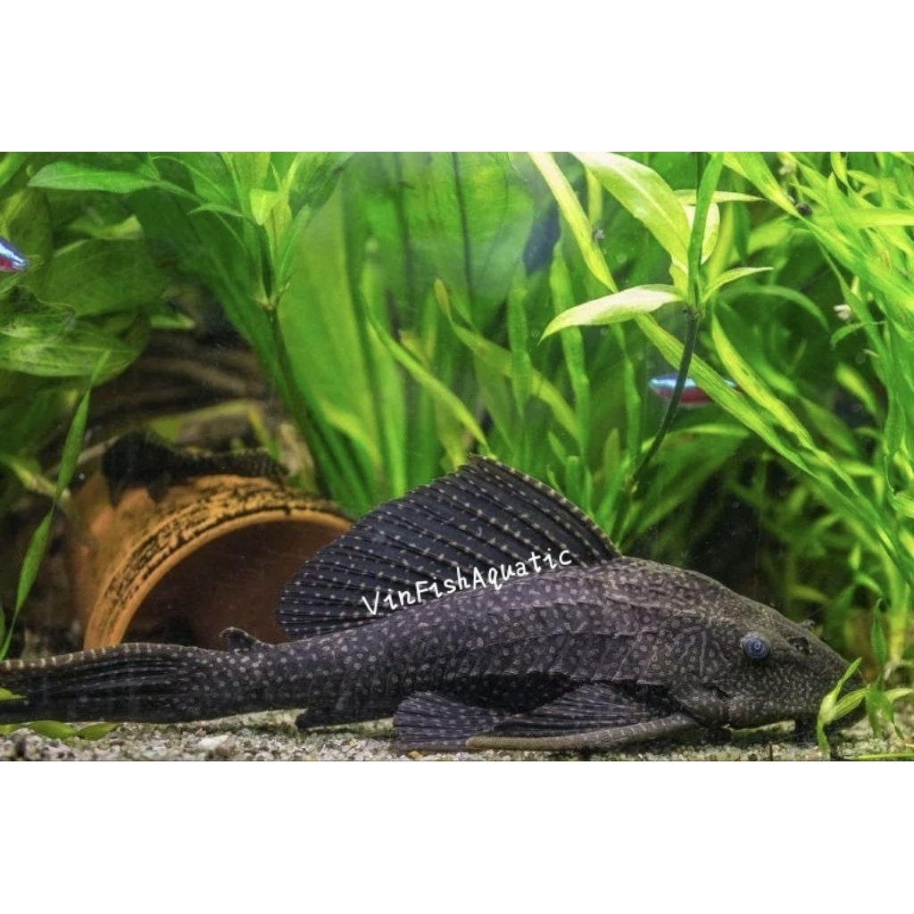 Ikan sapu sapu hitam per ekor