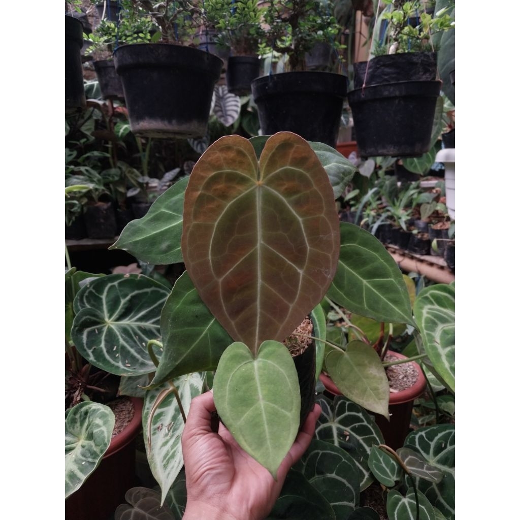 Anthurium Magnificum X Forgeti Realpict