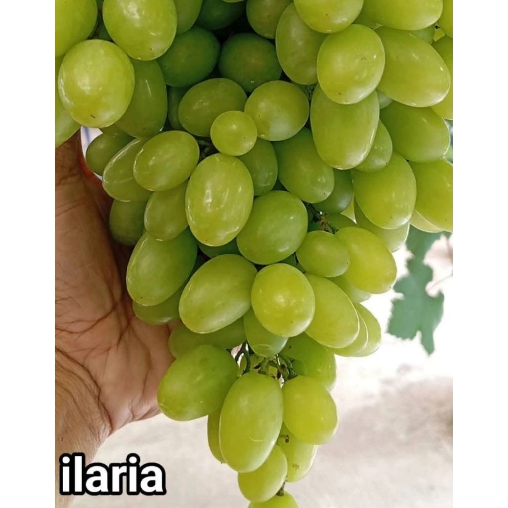 Bibit Anggur iLaria rs Import