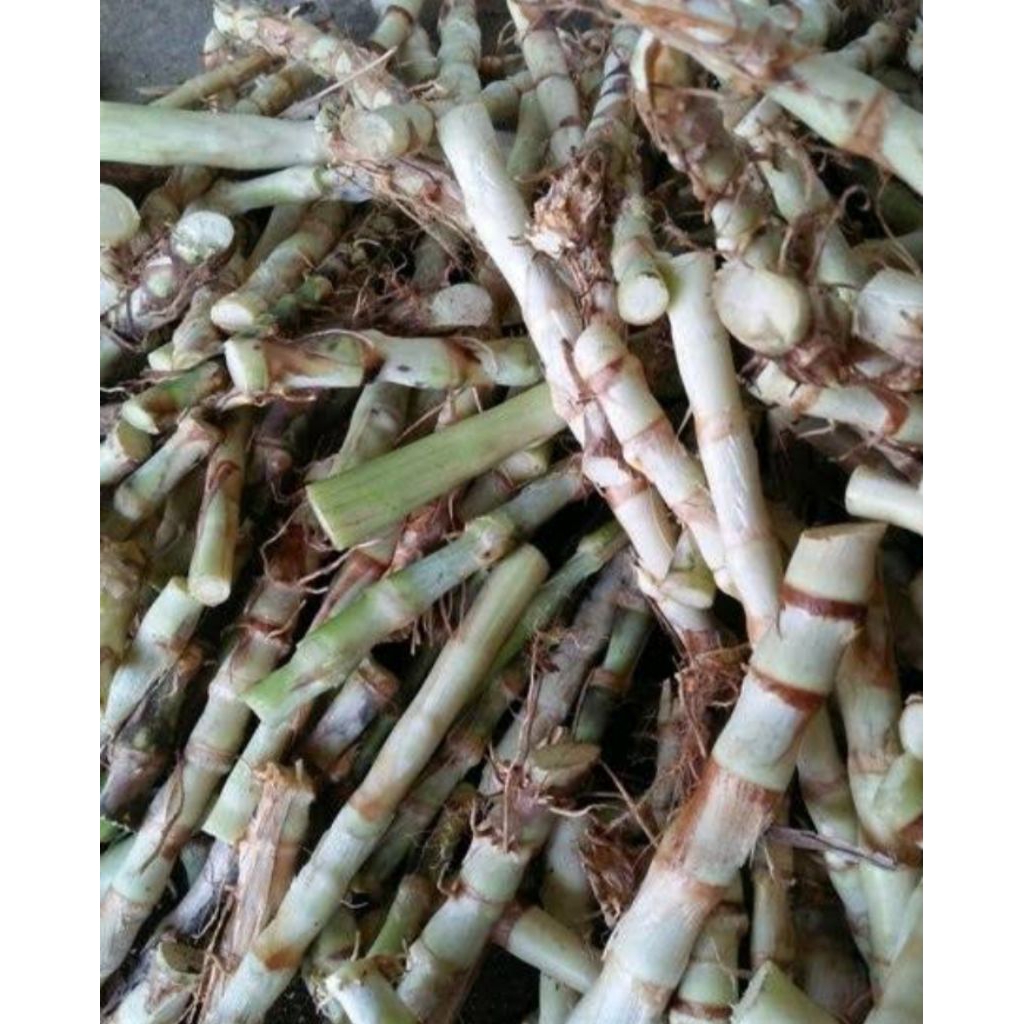 bibit odot