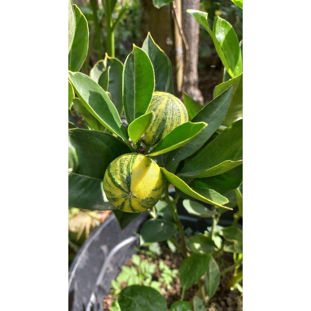 bibit tanaman jeruk Sunkist varigata sudah membawa bunga buah-hasil okulasi cepat membawa buah