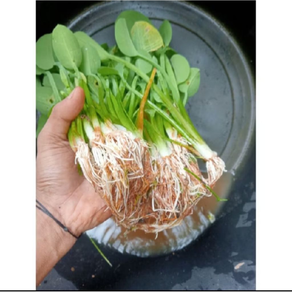 BIBIT GENJER / SAYURAN GENJER