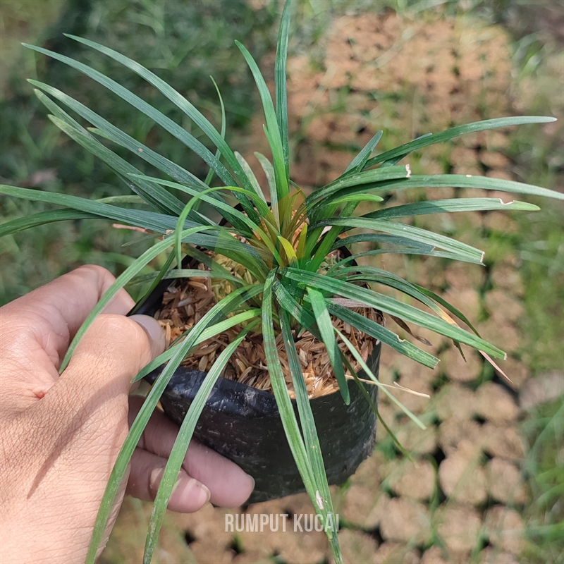 Bibit Tanaman Rumput Kucai Mini untuk Taman