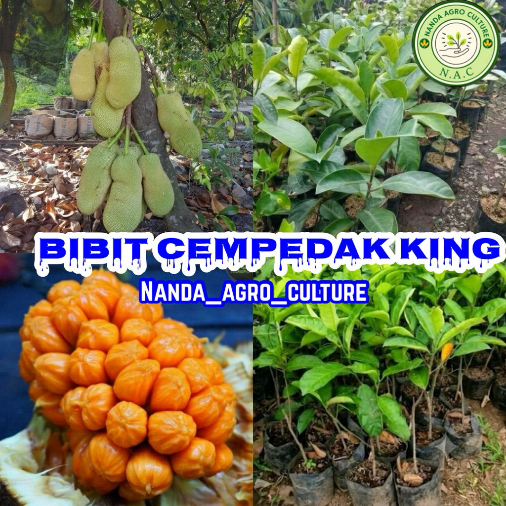 BIBIT CEMPEDAK KING ASLI VALID HASIL OKULASI CEPAT BERBUAH