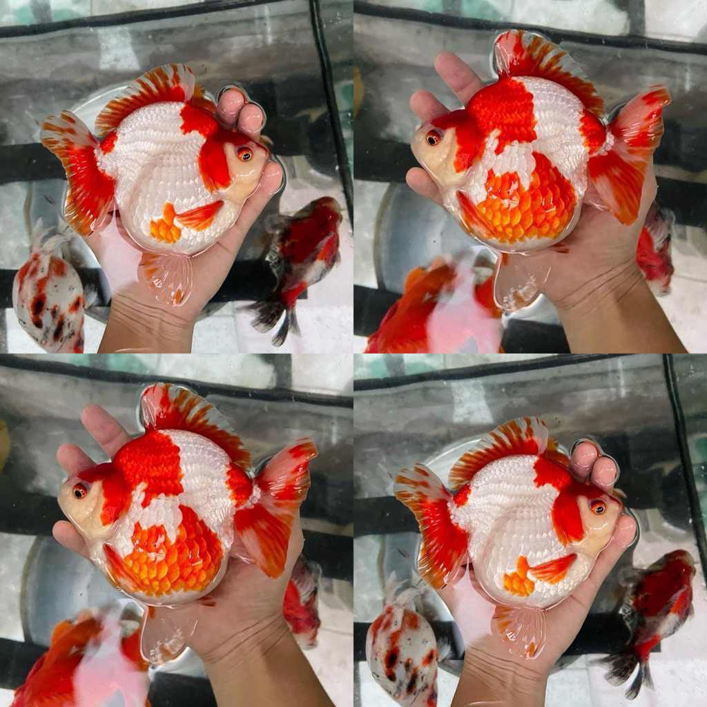[Chan Aquatic] Ikan Hias Koki Ryukin Red White Jumbo | Koki Tosa Merah Putih Jumbo | Goldfish Jumbo