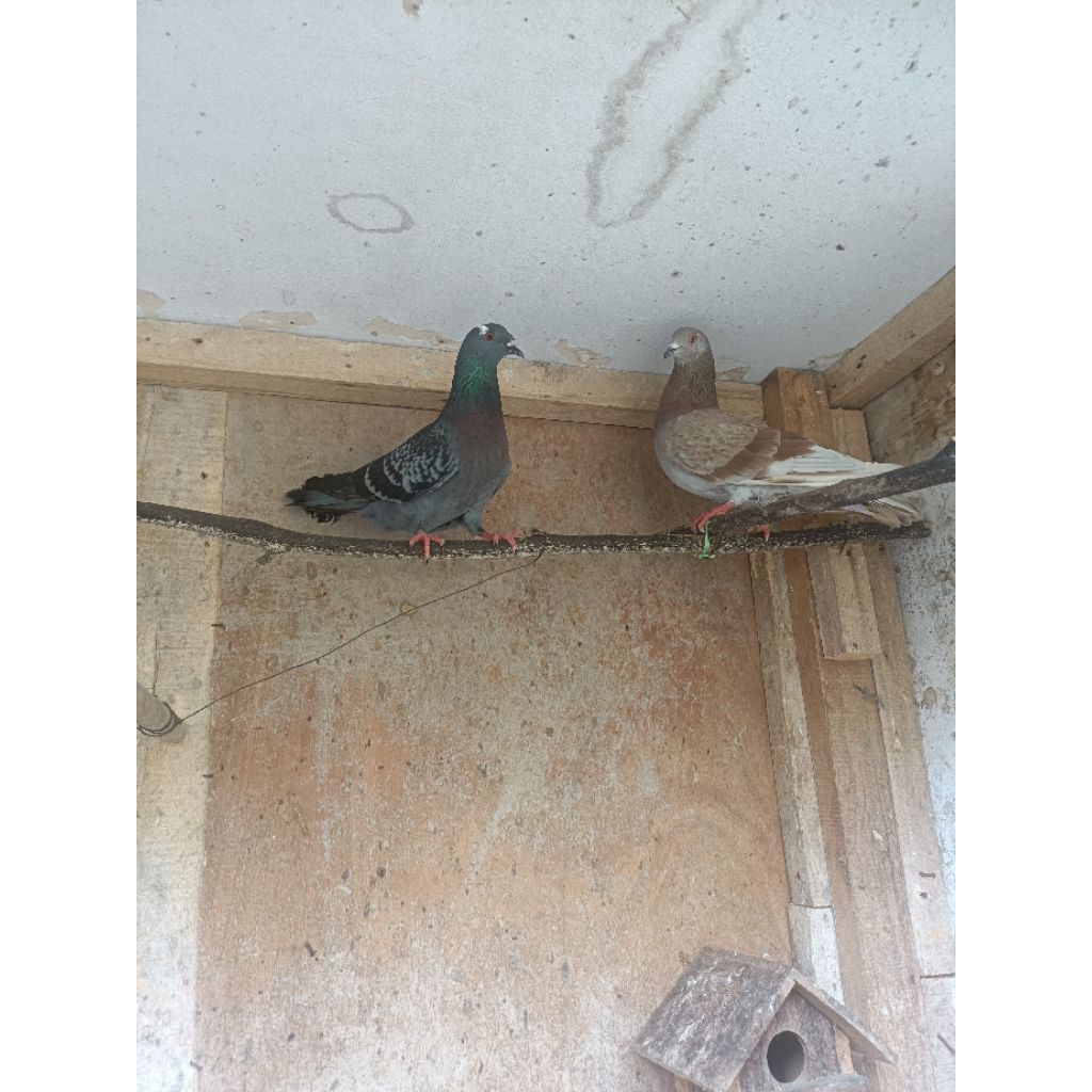 burung dara merpati sepasang giring jantan dan betina