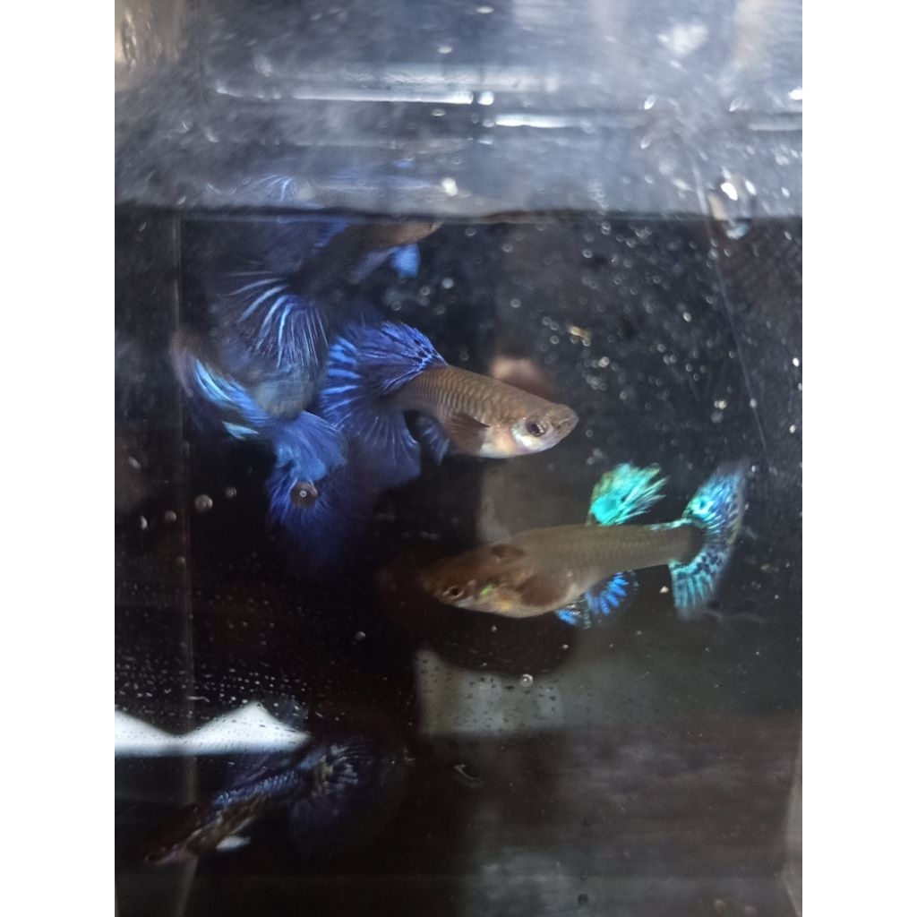 Guppy Blu dragon