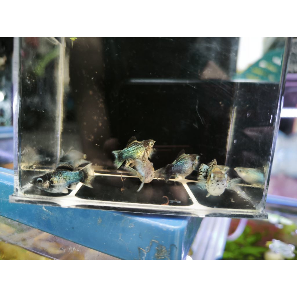 kebutuhan aquarium molly balon blue elektrik