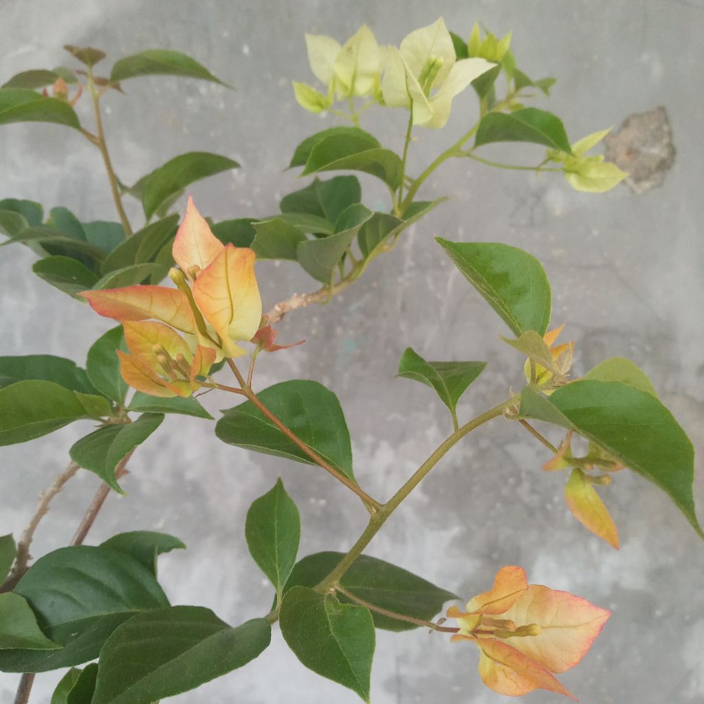 Bougenville Sufia Indiana ( Real Pict )