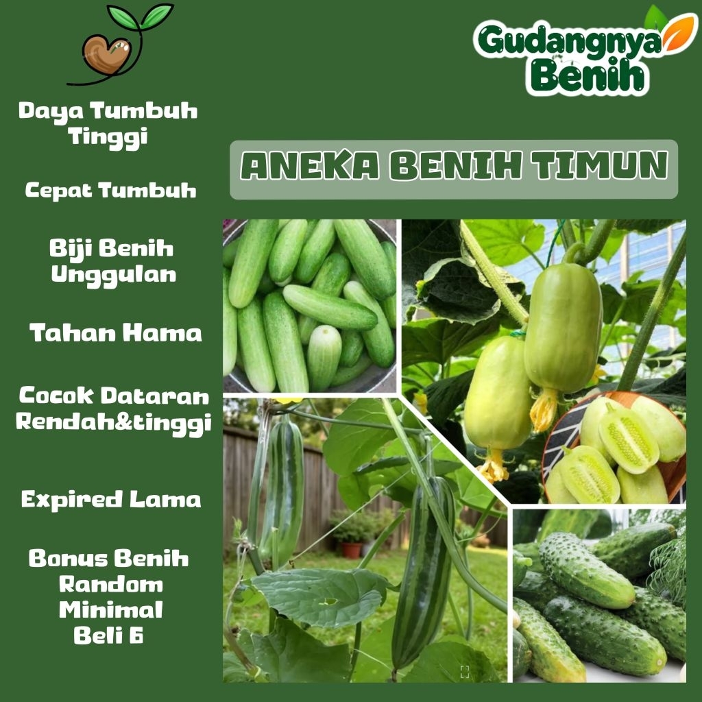 GUDANGNYA BENIH - BIJI BENIH TIMUN LALAP | TIMUN JEPANG | TIMUN JADE
