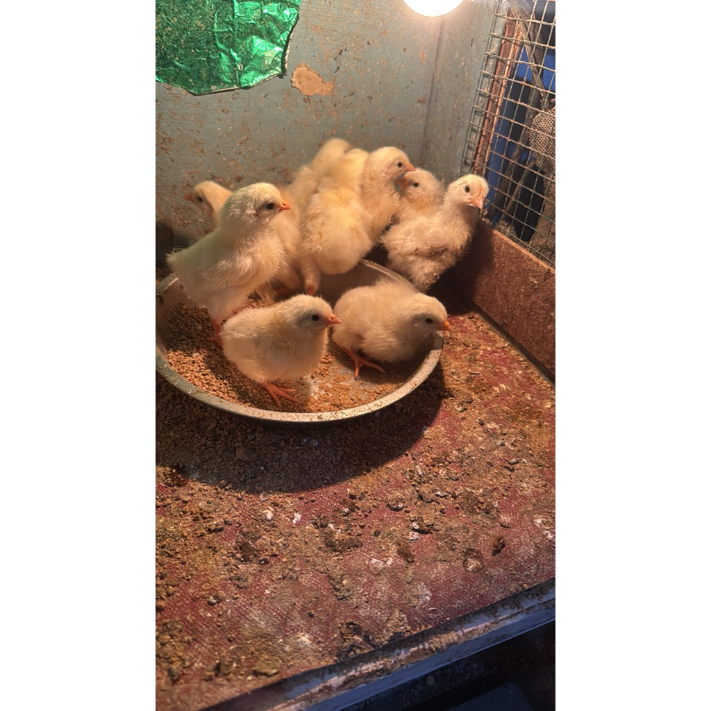 white leghorn