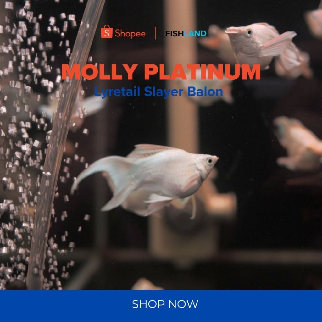 (REAL PICT) Molly Platinum Lyretail Balon Slayer Ikan Aquascape Grade A