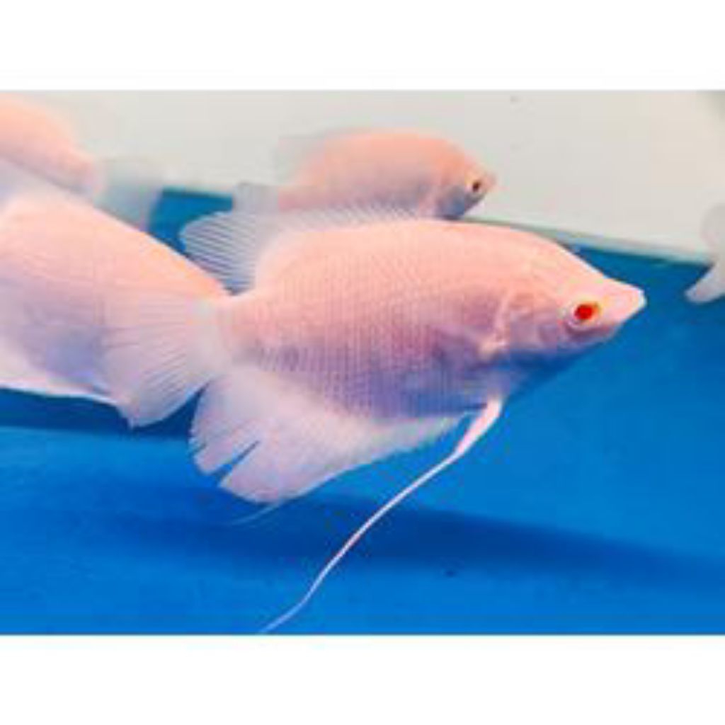 XAW- Ikan gurame padang albino uk kecil