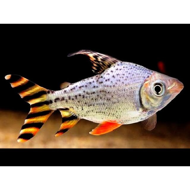 Dekorasi Hiasan Aquarium RFF (Red Fei Feng) (KHUSUS INSTAN)