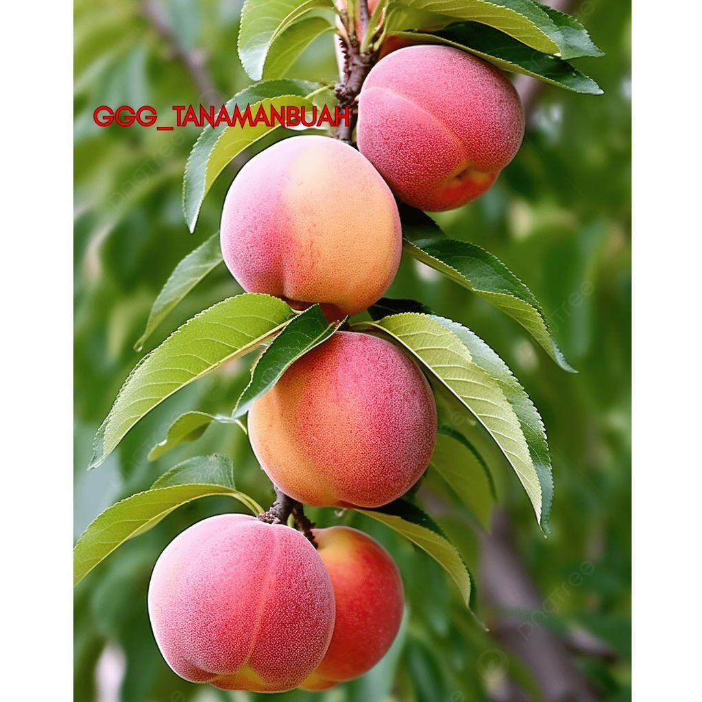 Bibit Buah Persik Super Cepat Berbuah Super