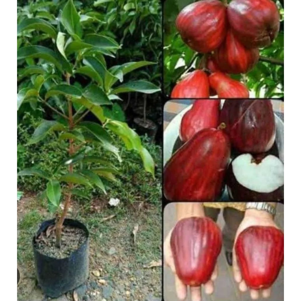 Bibit Jambu Air Darsono/Jamaika (Asli)