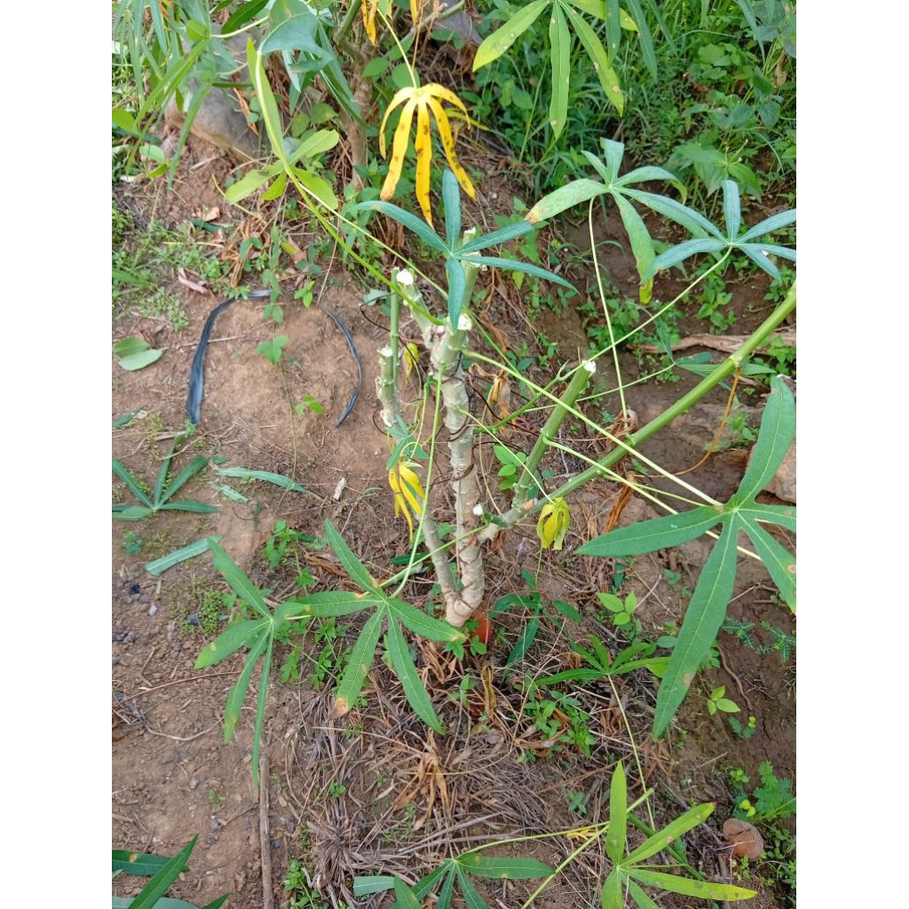 30 batang bibit unggul singkong sayur singkong daun sempit siap tanam