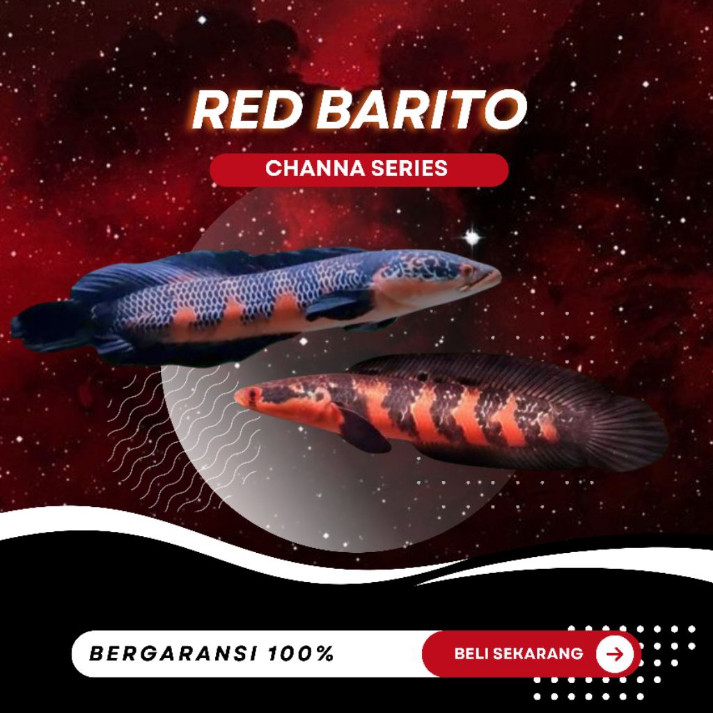 [Channa] Red Barito - TOP GRADE| SORTIRAN A| REALPICT| MURAH| BERGARANSI| MURAH| HEMAT| HOBI