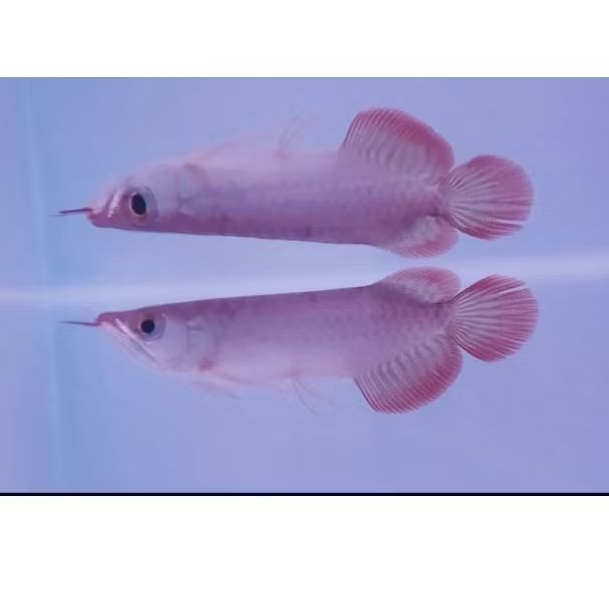 ARWANA SUPER RED 18-20cm