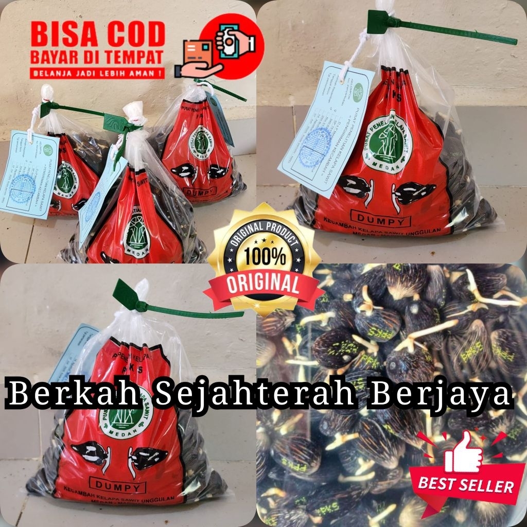 ppks DxP DUMPY UNGGUL BERSERTIFIKAT