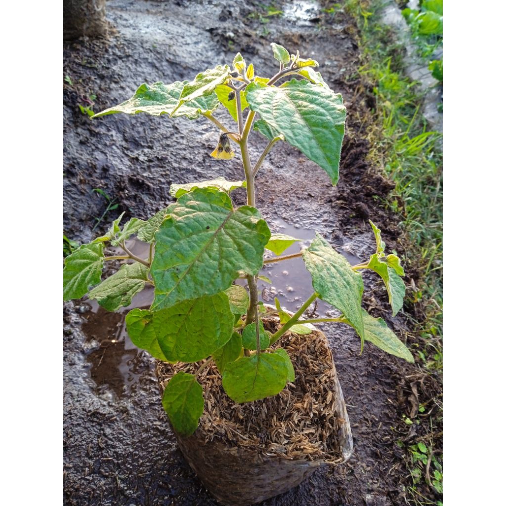 tanaman herbal ciplukan / cecendet