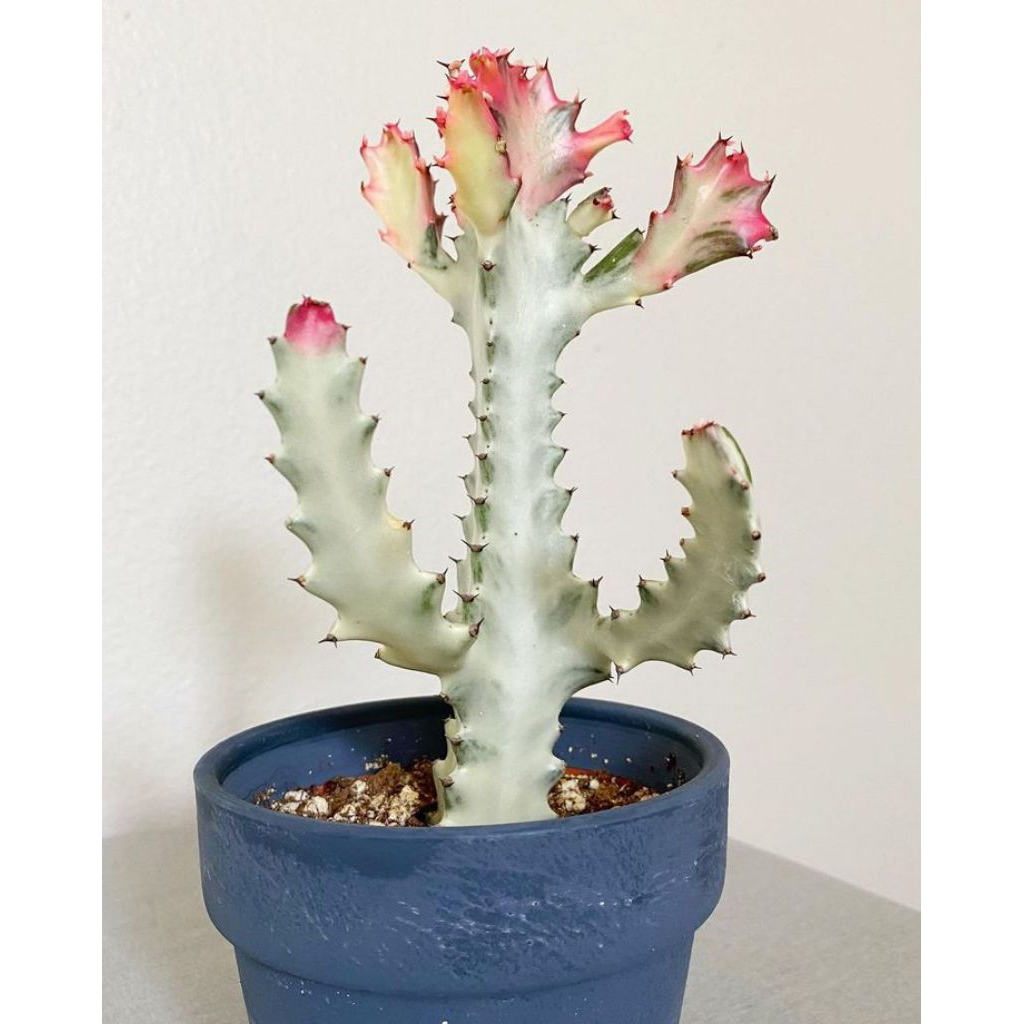 Tanaman Euphorbia lactea/ "White Ghost"