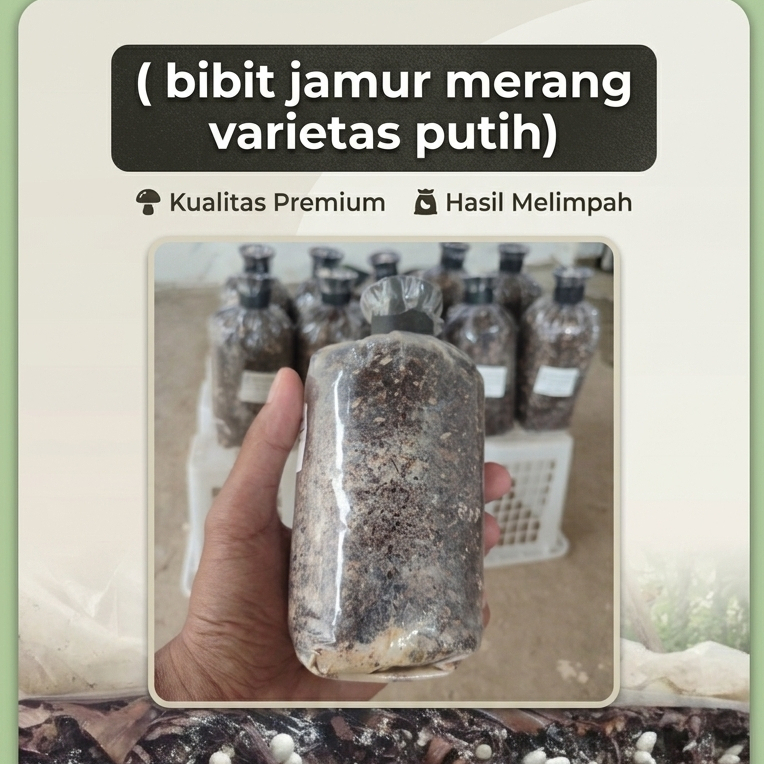 Bibit jamur pentol/merang (varietas Putih)