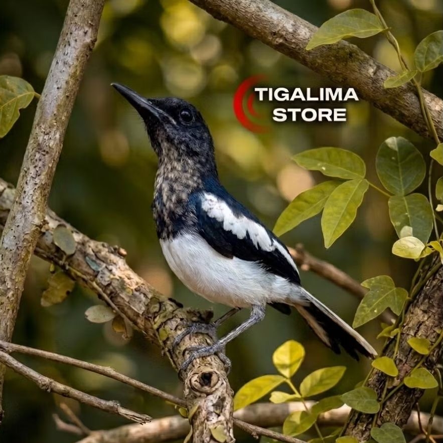 BURUNG KACER TROTOL JANTAN PARUH TEBAL