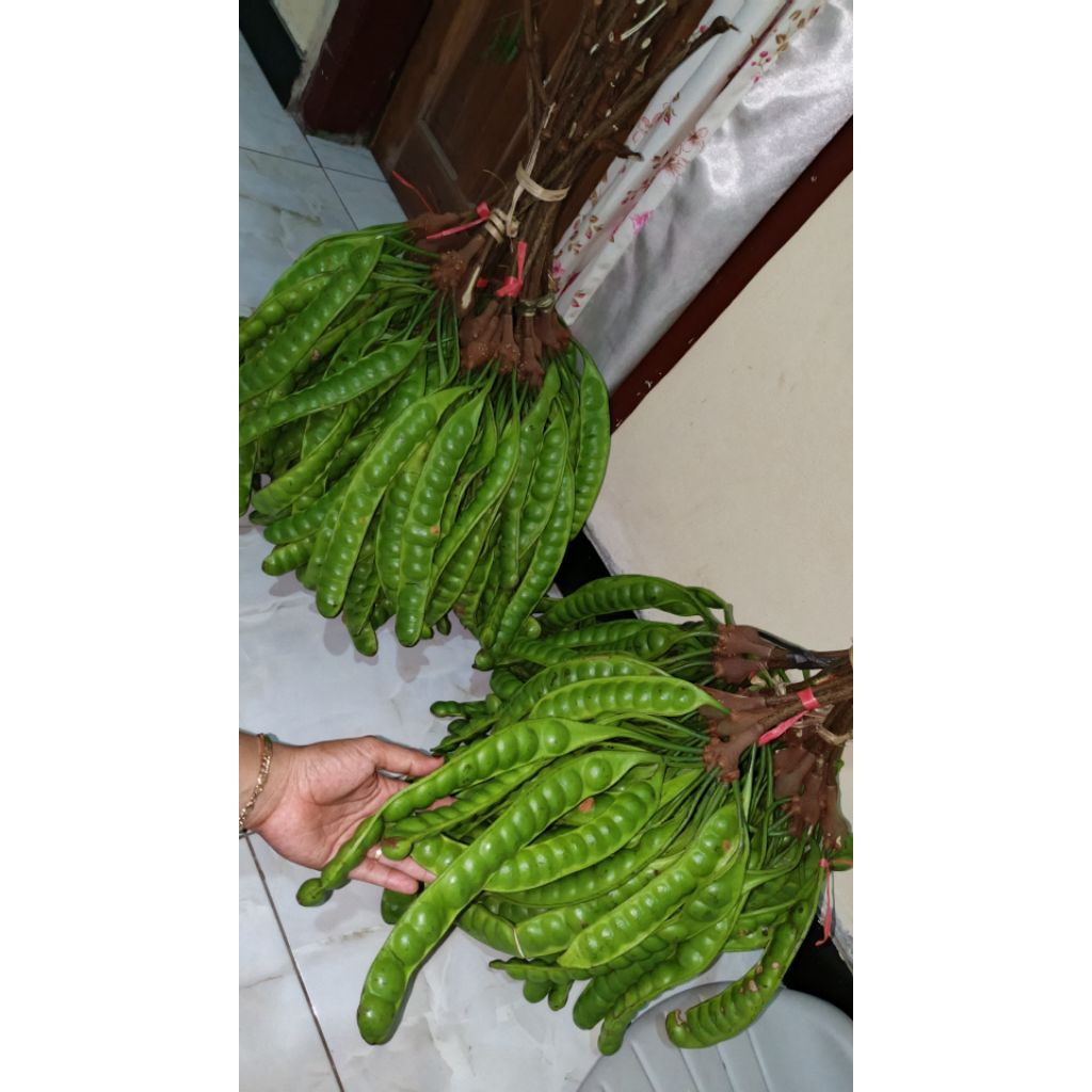 PETAI / PETE SAYUR SEGAR SUPER 10 PAPAN