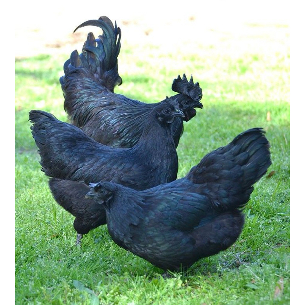 Telur Fertil Ayam Cemani Lidah Hitam Telur Untuk Ditetaskan Ayam Cemani Lidah Hiatm Original