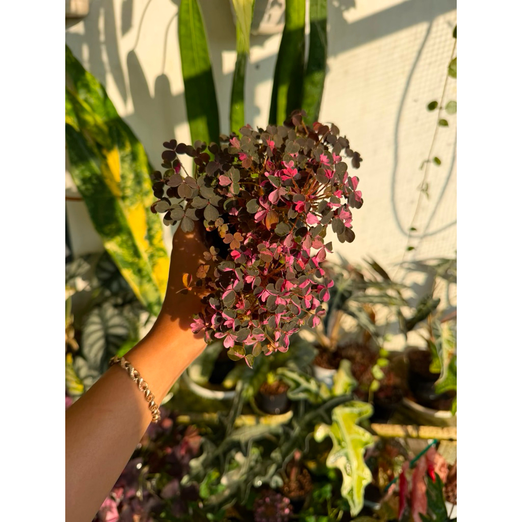 oxalis vulcanicola plum crazy