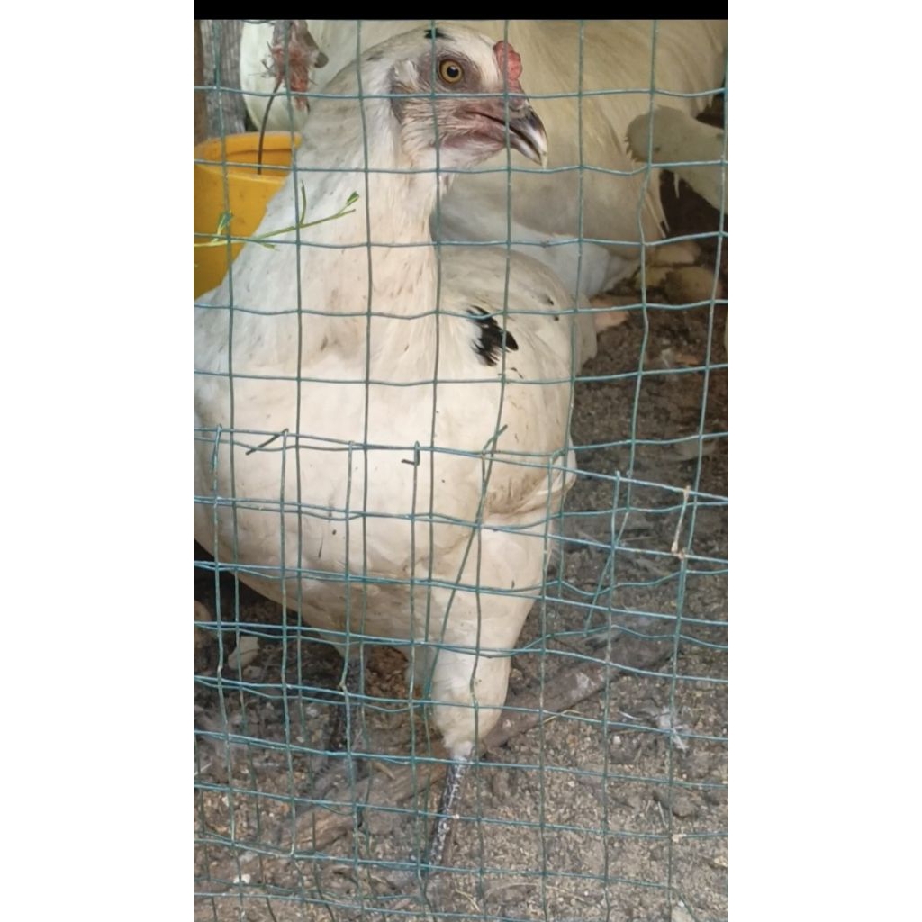 Telur Tetas Ayam Perkawinan Jantan Petelur Ras X Betina (Black Sumatera x Bresse)