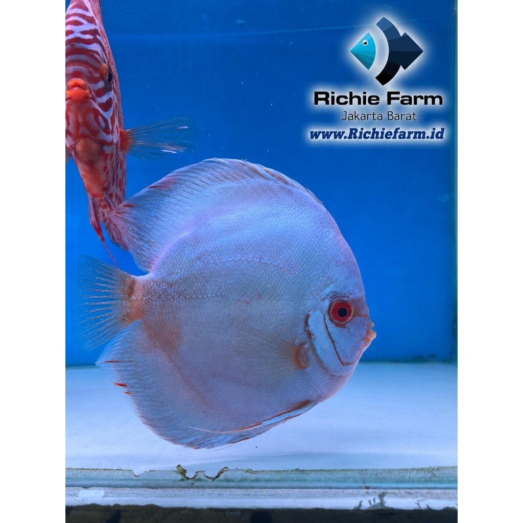 Discus White Diamond 4 inc