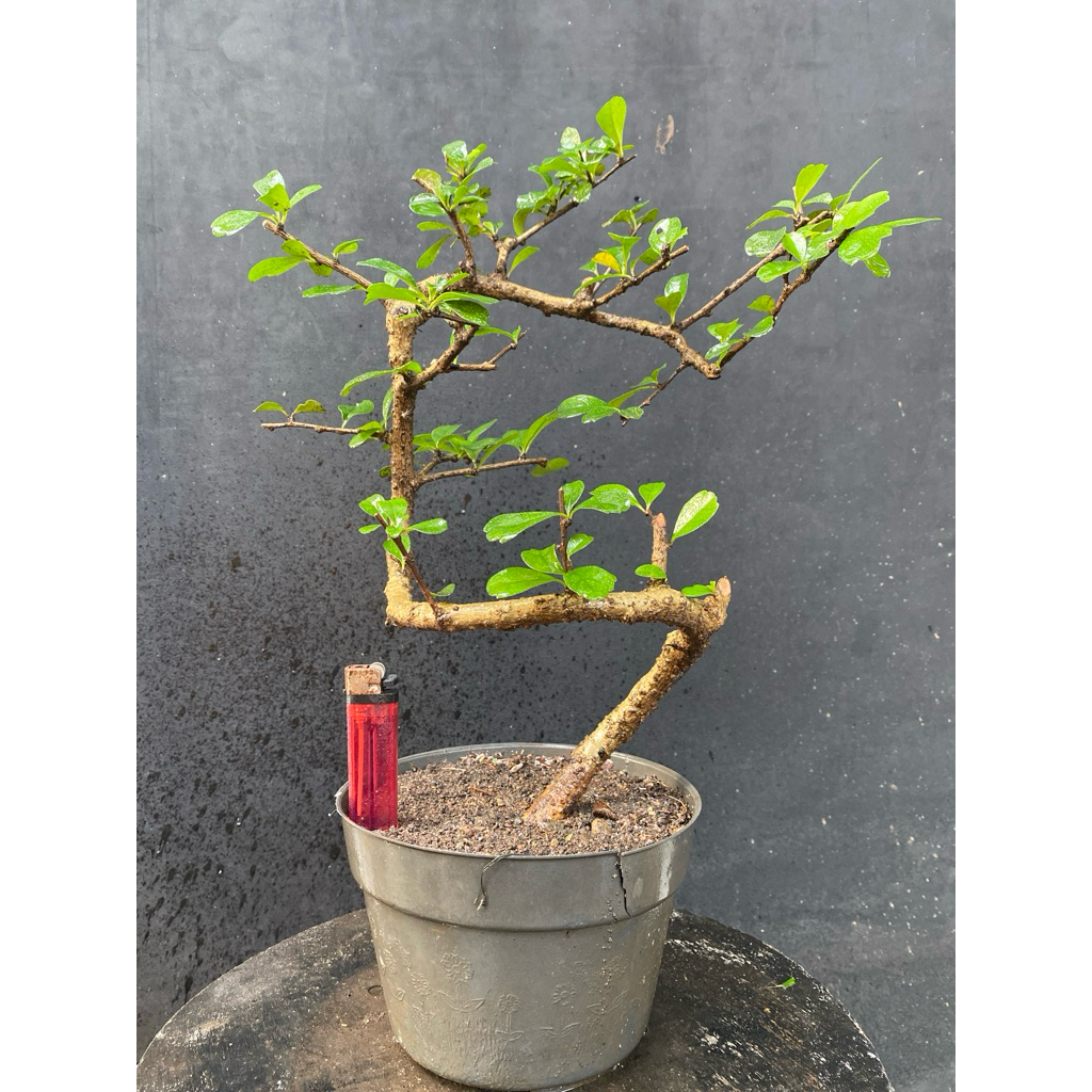 Bahan bonsai Hokiantea hasil cangkok