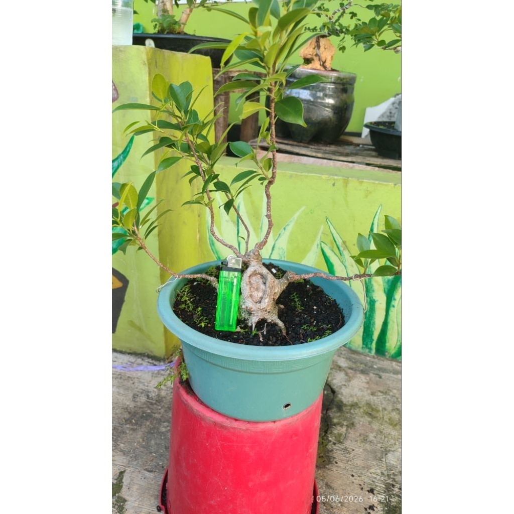 bonsai beringin kimeng bogel
