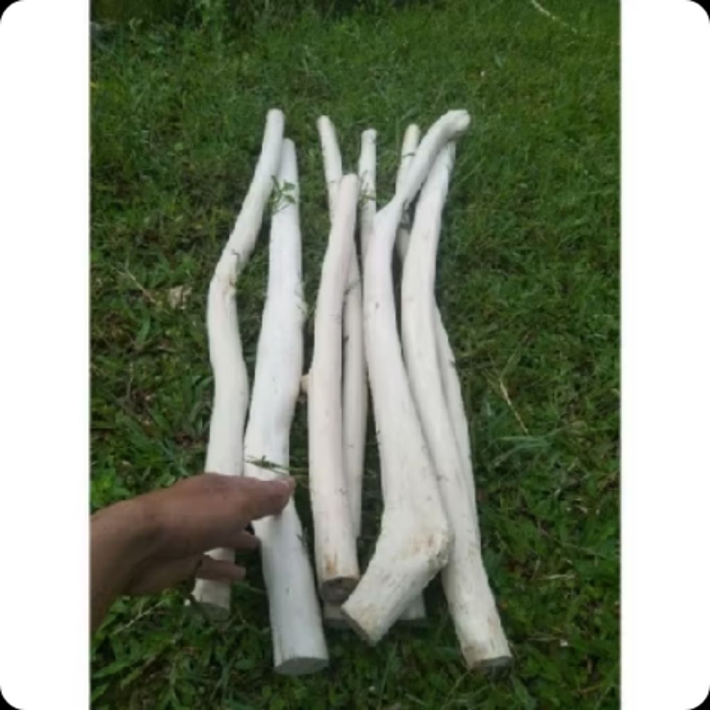 BIG SALE ranting kayu jati 5cm x 50cm. ranting kering untuk hiasan dinding. kayu jati. ranting kayu 