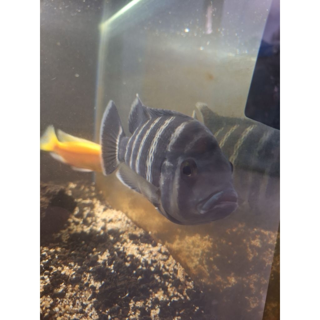 ikan siklid 99 ninety nine jumbo hiasan aquarium