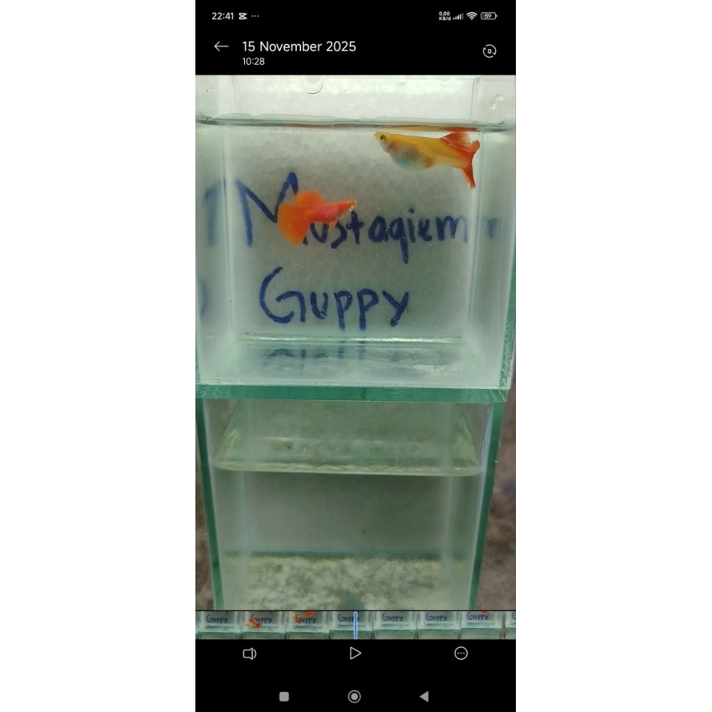 guppy afr BDS