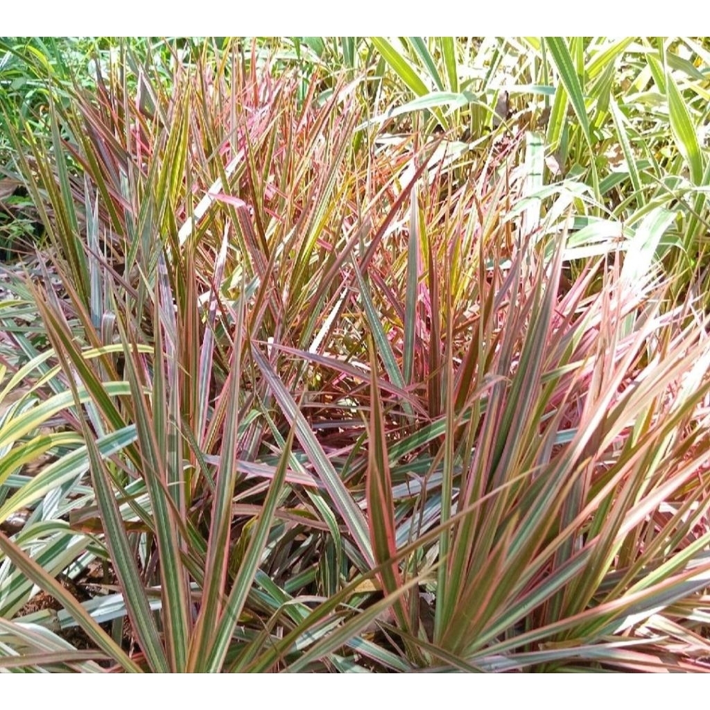 Tanaman hias dracena marginata / dracena tricolor