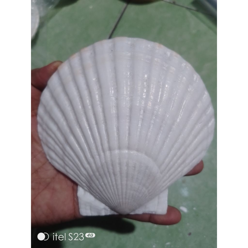 kerang kipas besar