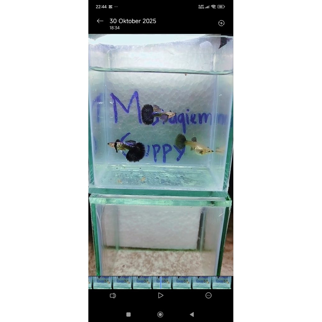 guppy purple dragon sepasang