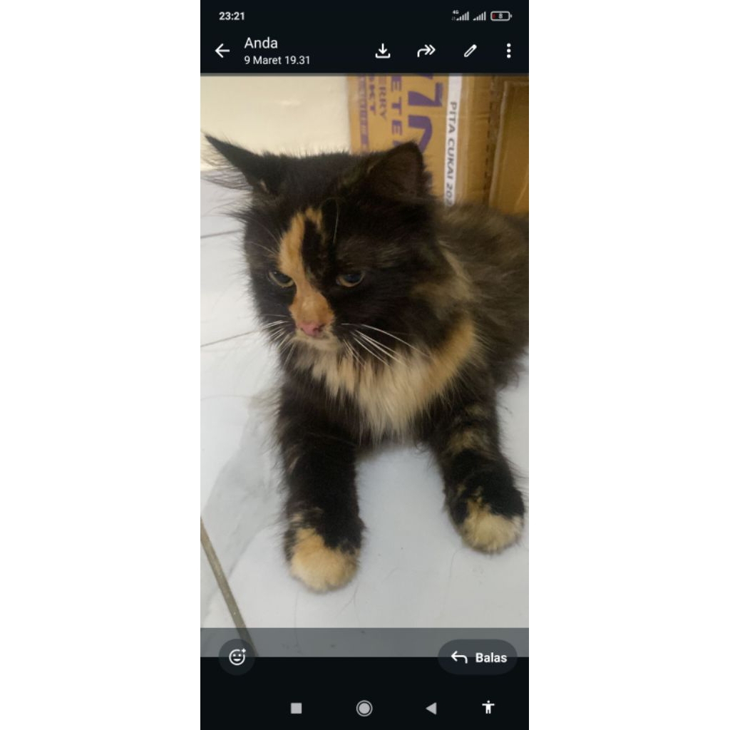 Anggora mix raxdol usia 1 tahun 5 bulan