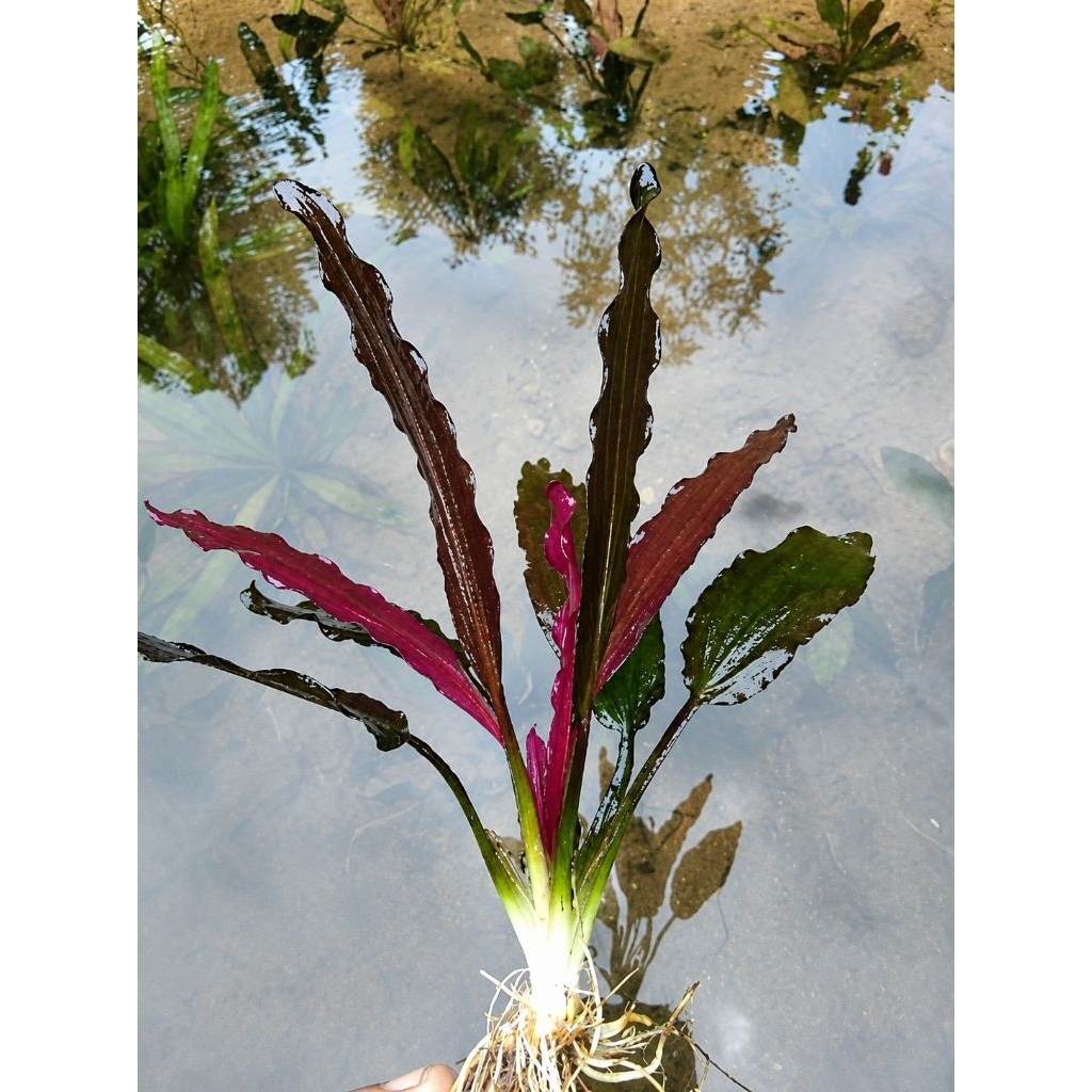 ECHINODORUS RED SPECIAL TANAMAN AQUASCAPE